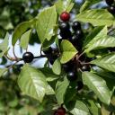 CHá DE CáSCARA SAGRADA - RHAMNUS PURSHIANA D.C. - 50G